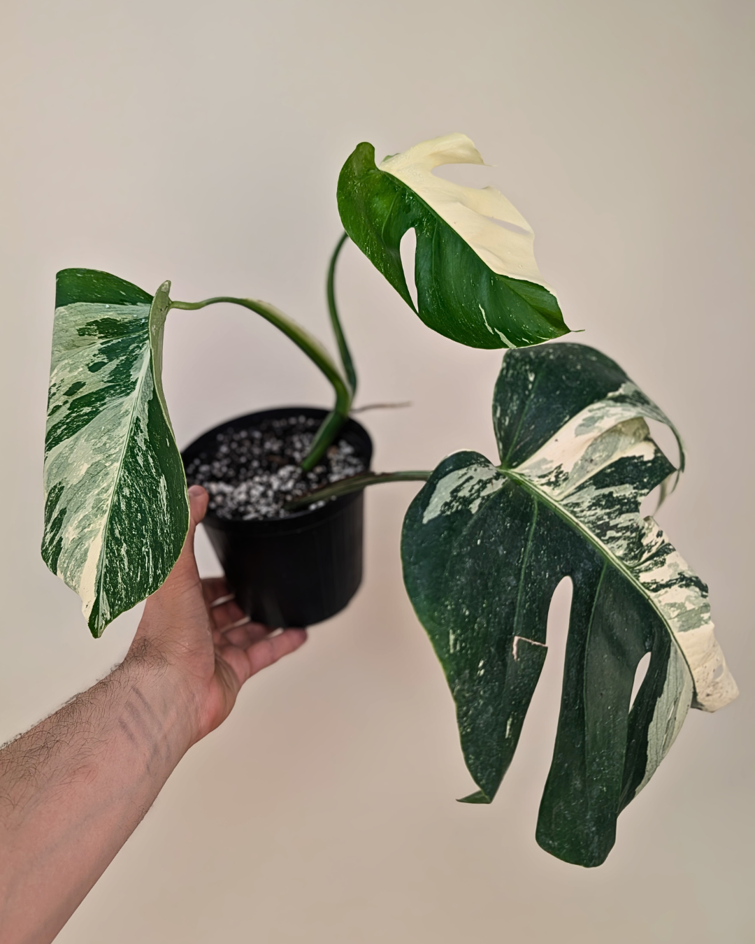 Monstera Borsigiana Albo