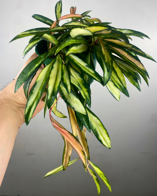 Hoya Wayetii Variegata