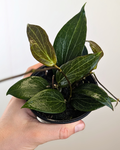 Hoya pottsii