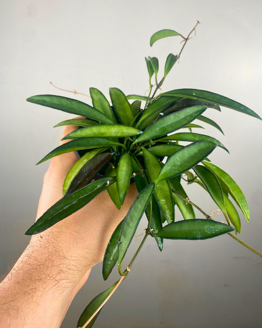 Hoya Wayetii