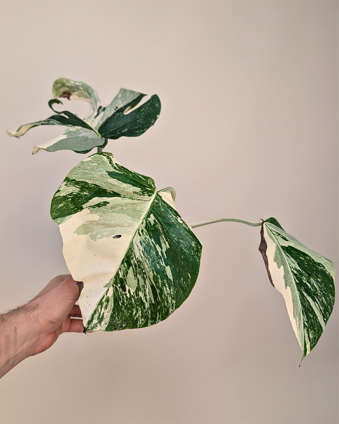 Monstera Borsigiana Albo