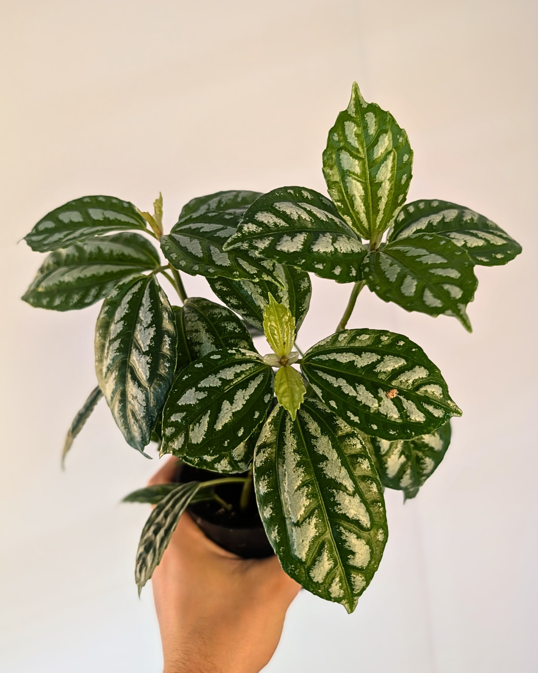 Pilea Aluminium