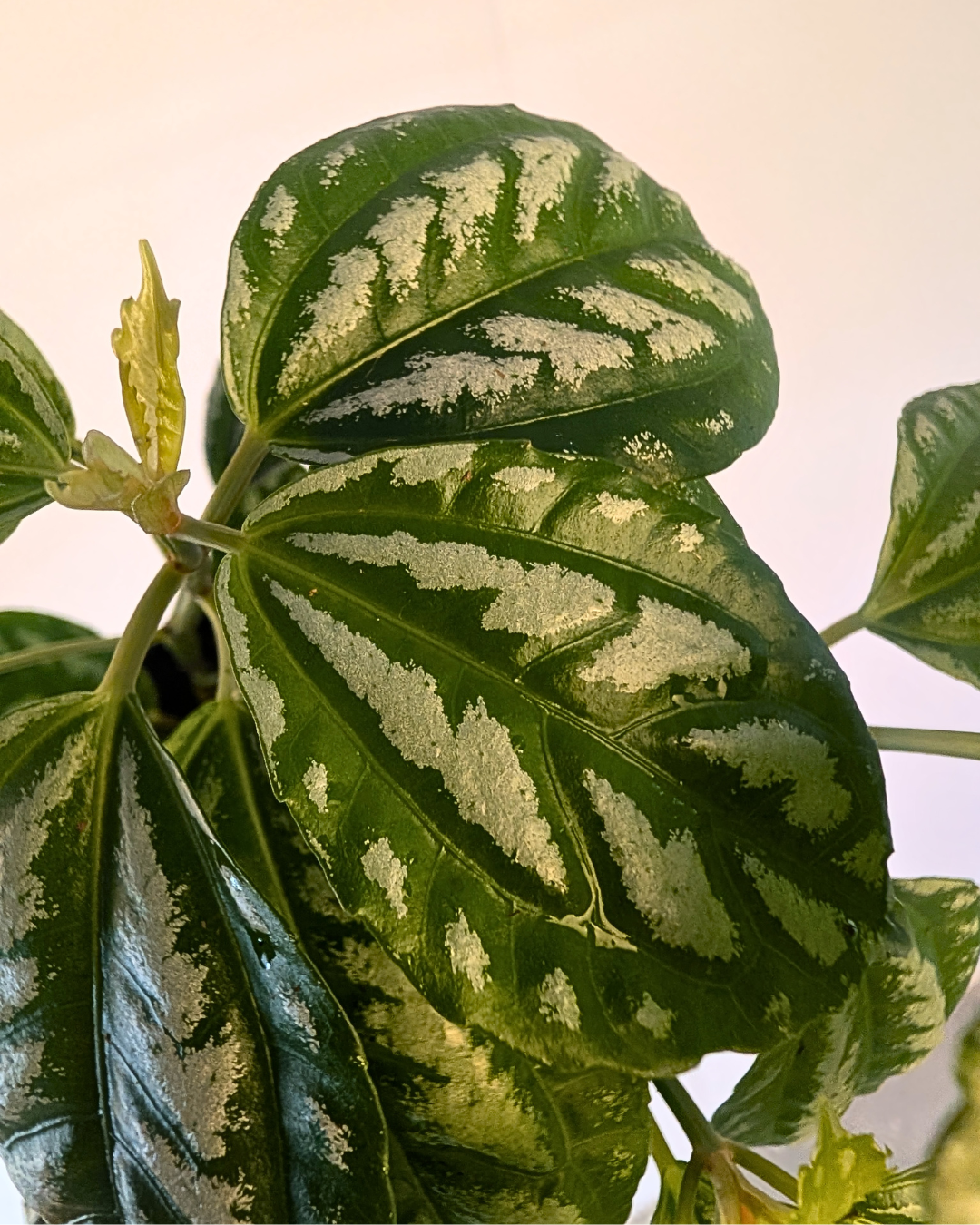 Pilea Aluminium