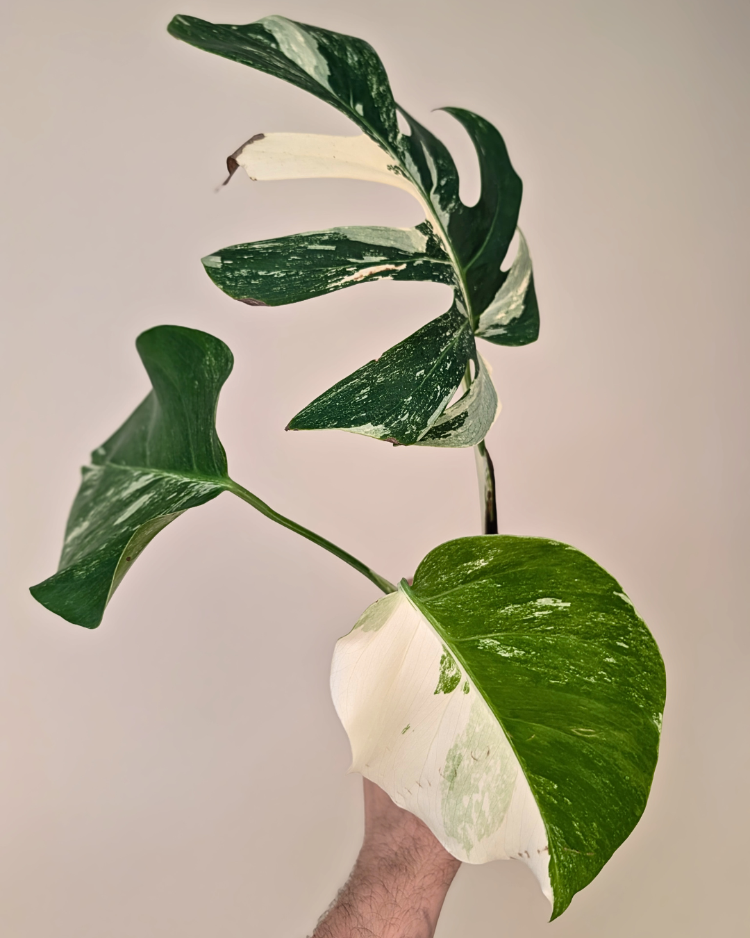 Monstera Borsigiana Albo