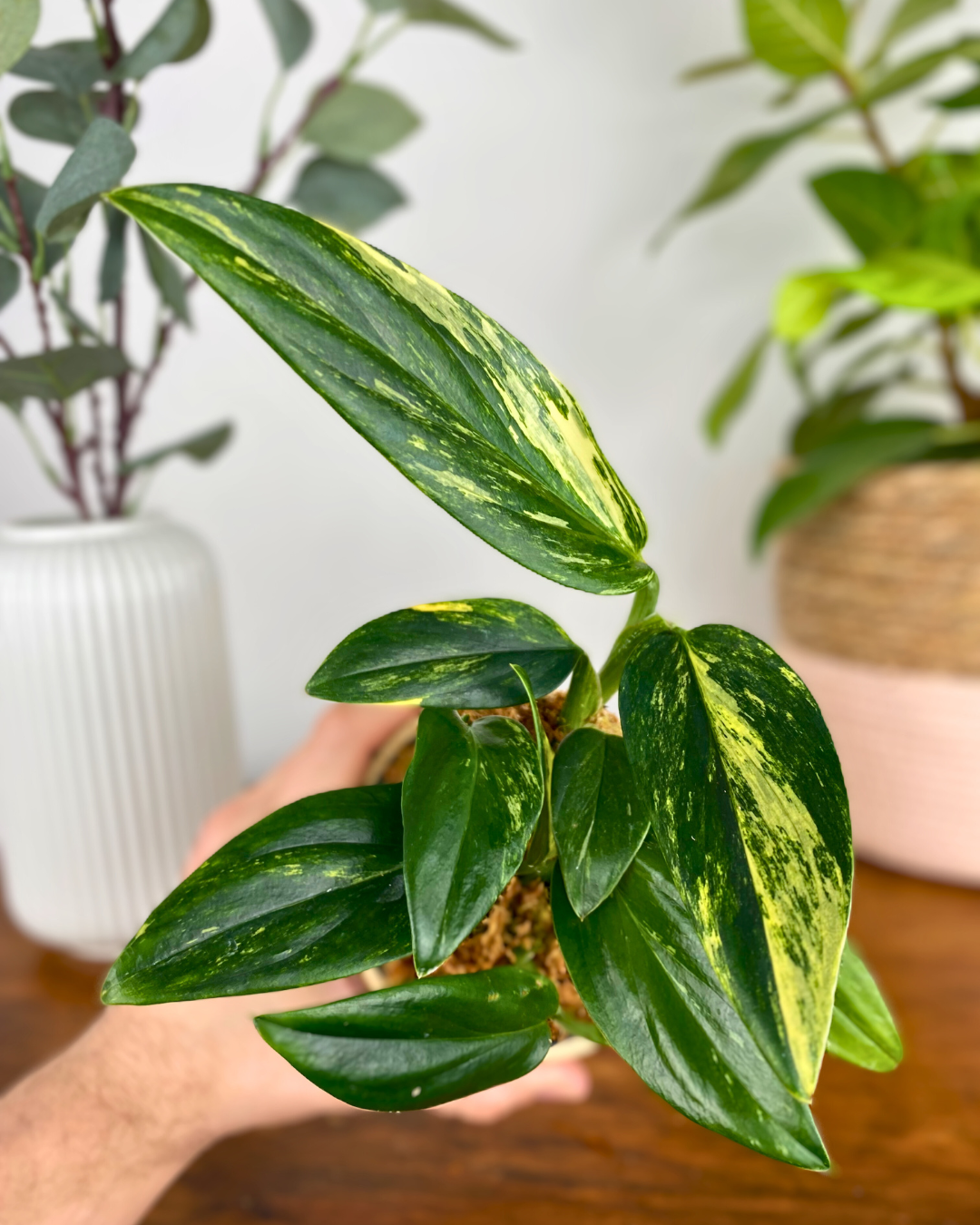 Monstera Standleyana Aurea