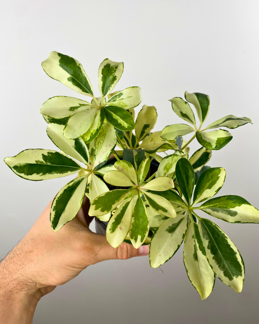 Schefflera Arboricola Variegata 'Ivory'