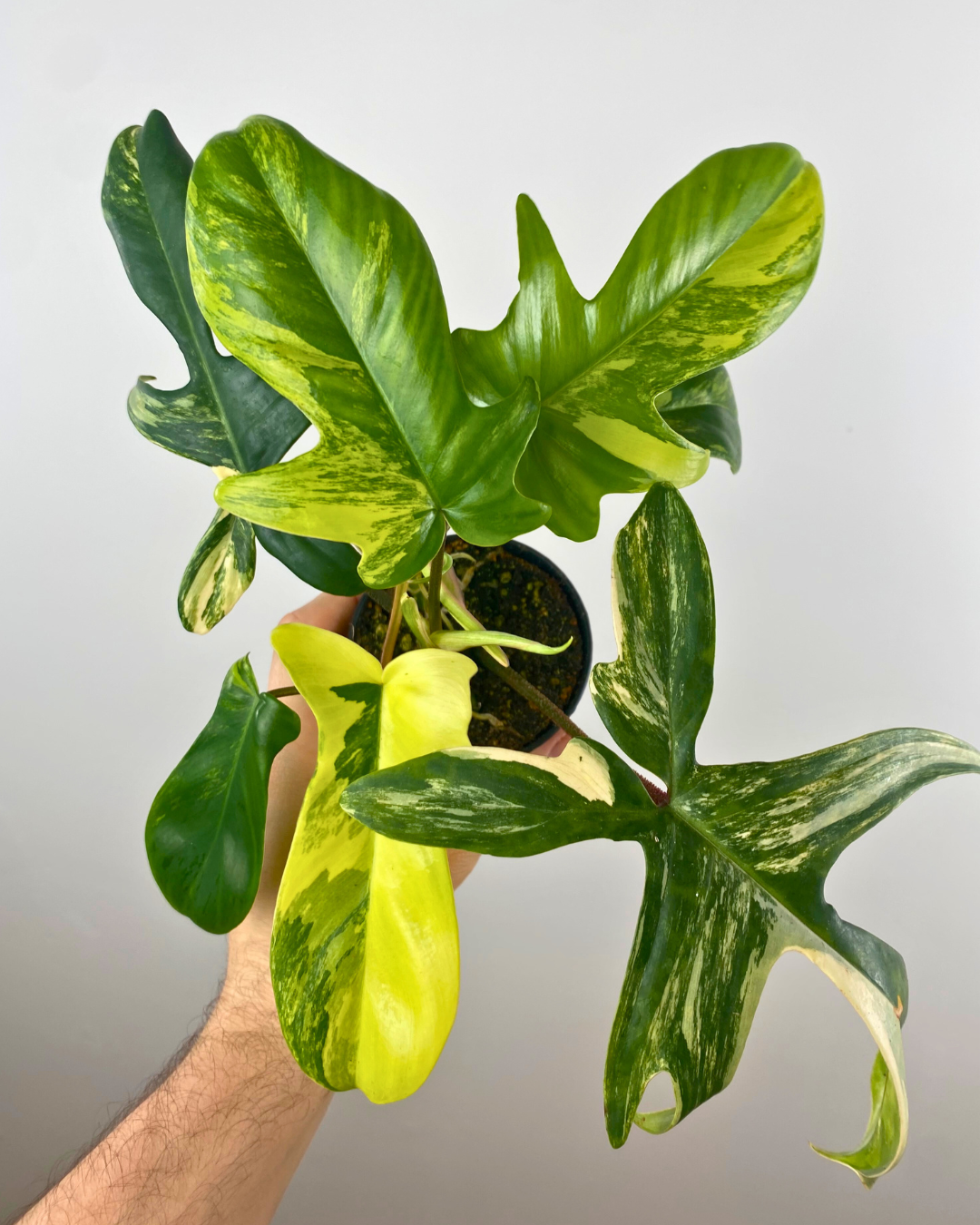 Philodendron Florida Beauty