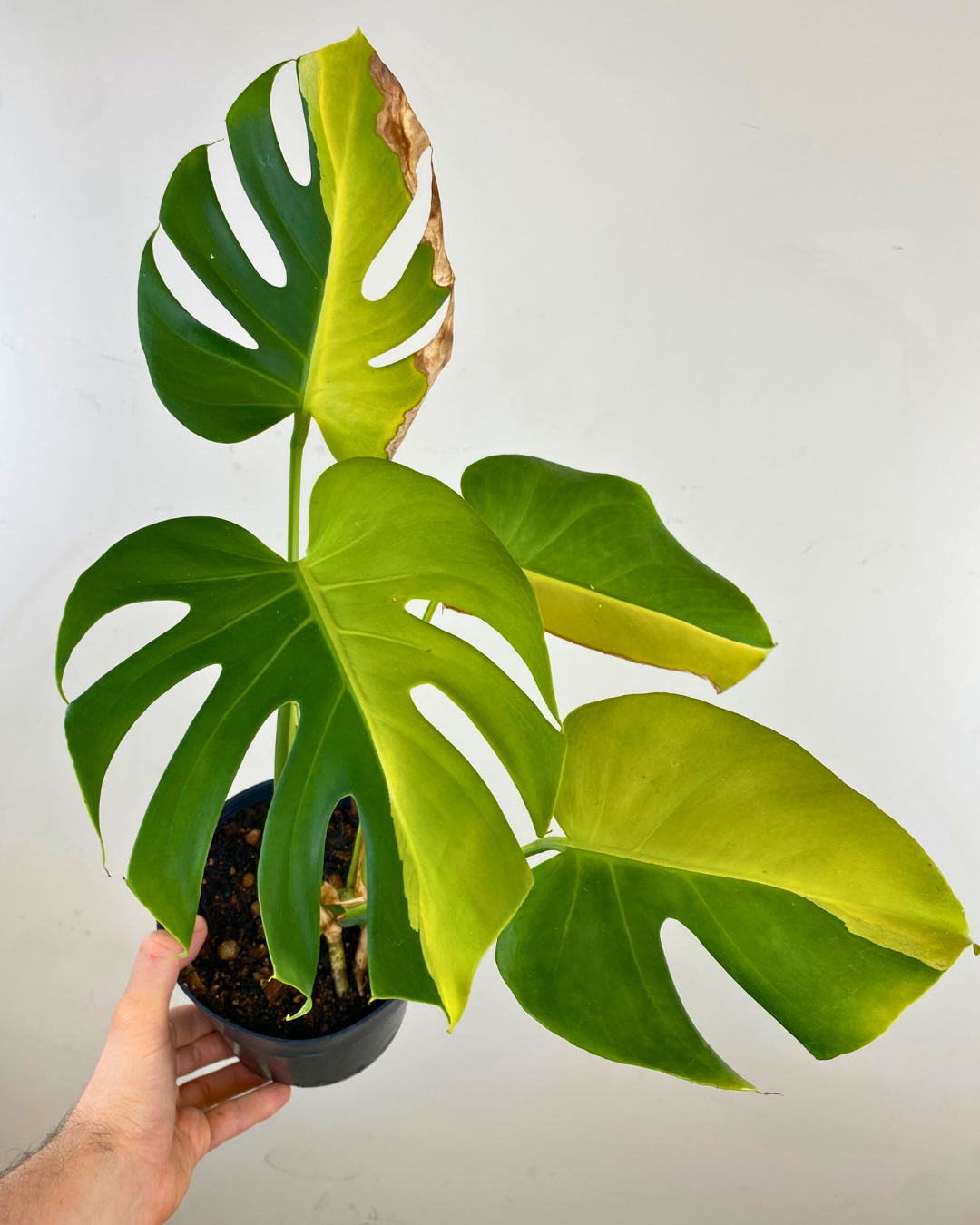 T*P様 Monstera 'Green on Green' 極美個体　モンステ モンステラ デリシオーサ グリーンオングリーン ハーフ 実生斑
