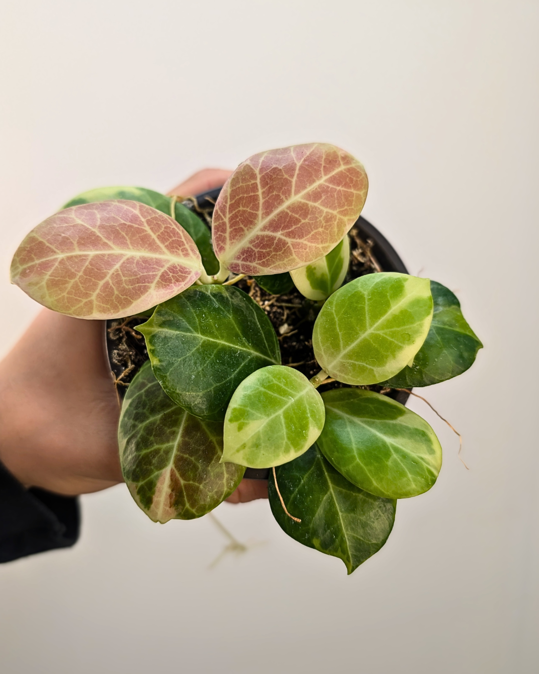 Hoya obscura Outer Variegata