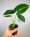 Alocasia 'Frydek'