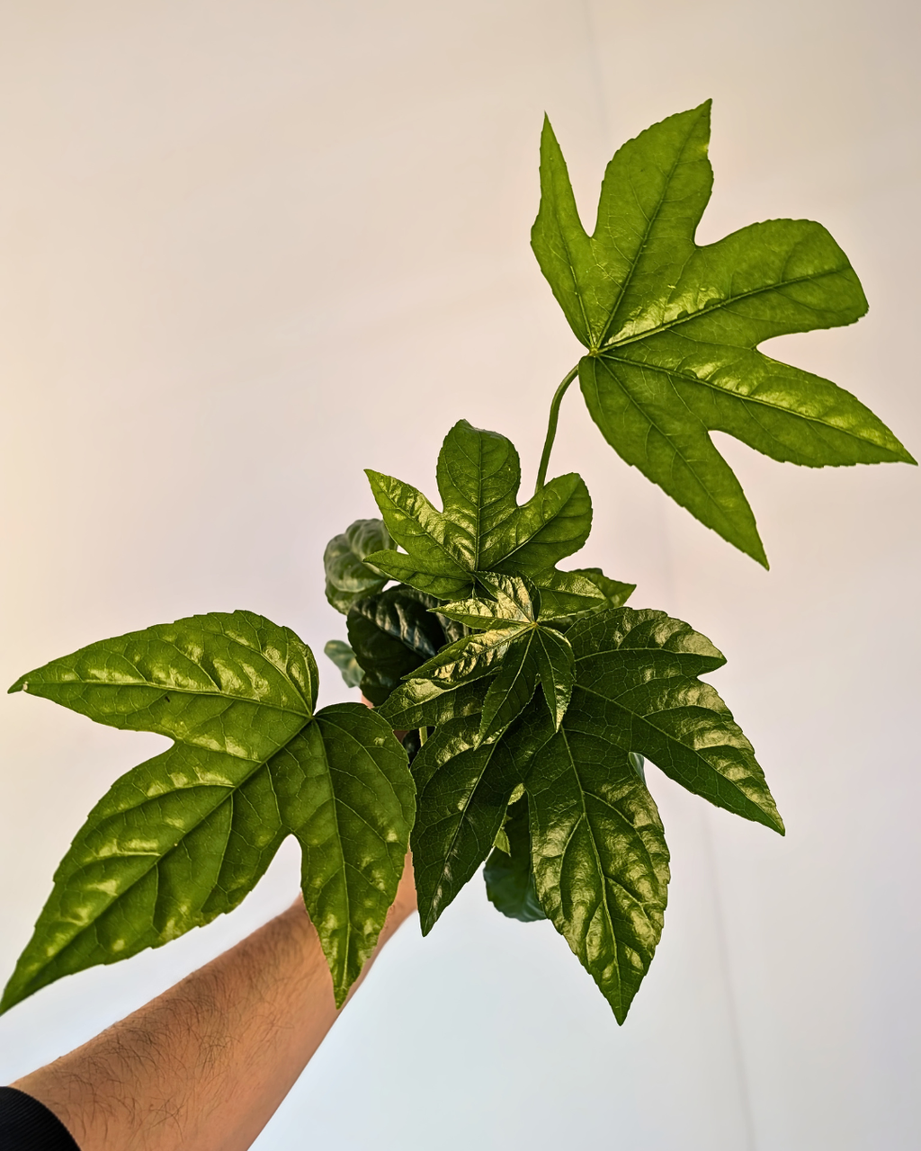 Fatsia japonica