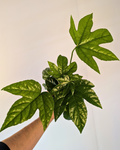 Fatsia japonica
