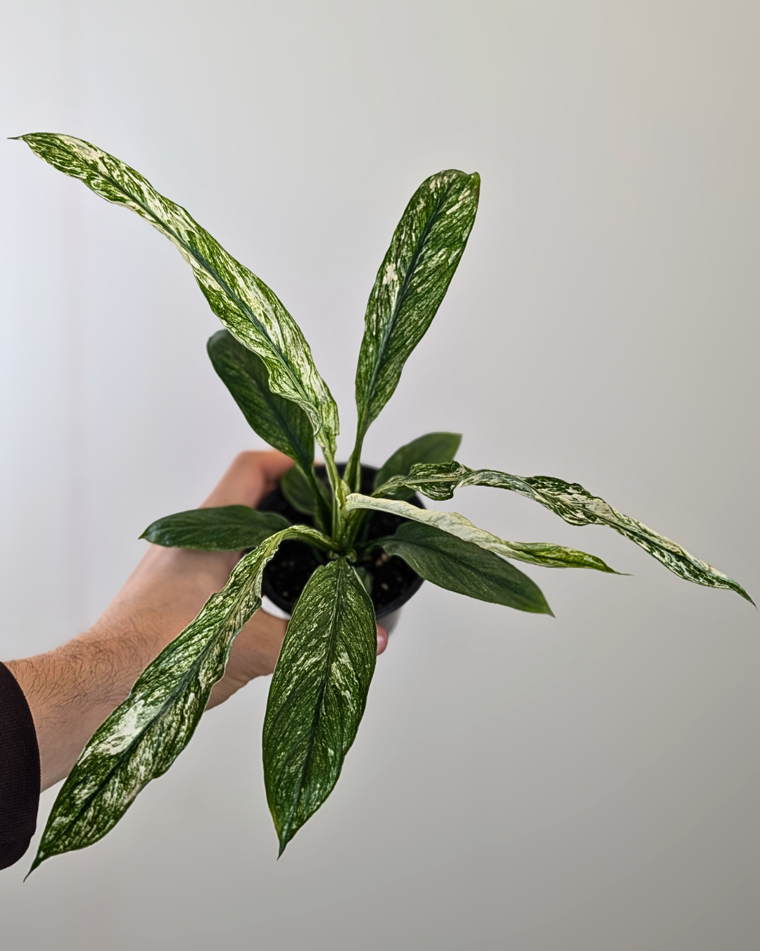 Spathiphyllum 'Jessica'