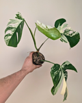 Monstera Borsigiana Albo