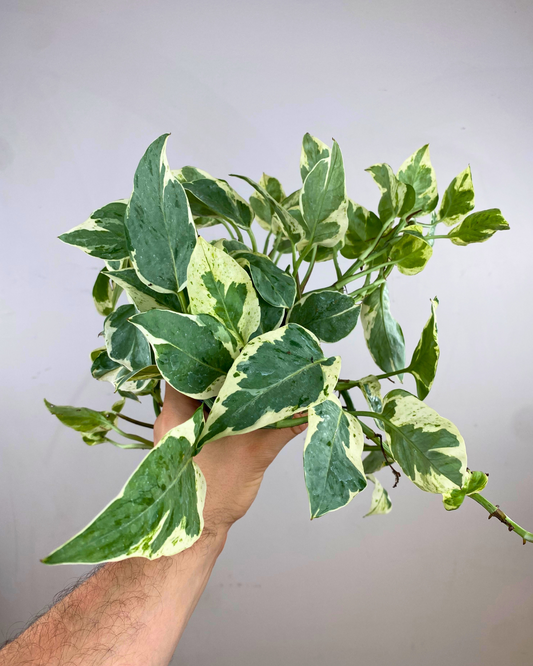 Pearl and Jade Pothos
