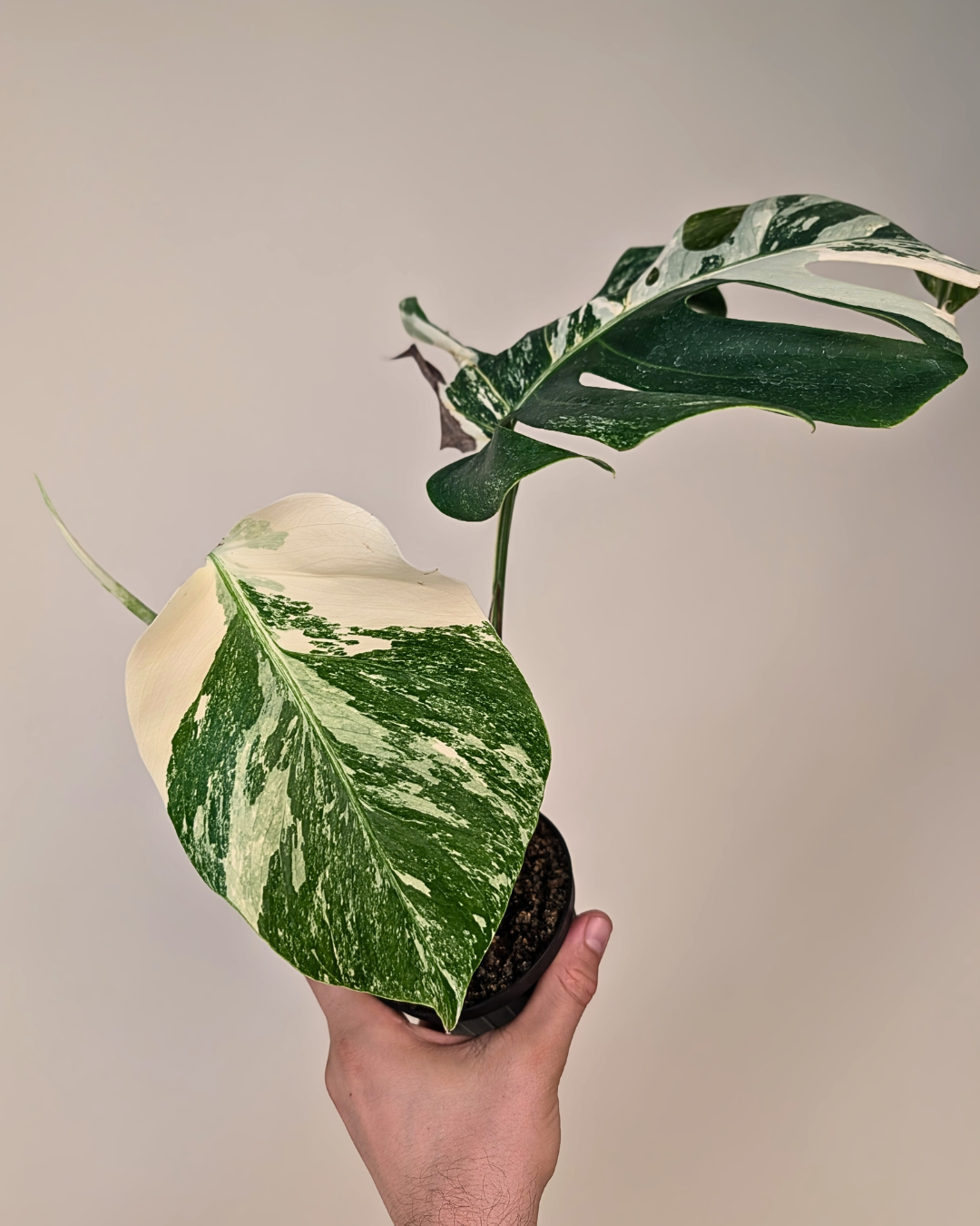 Monstera Borsigiana Albo