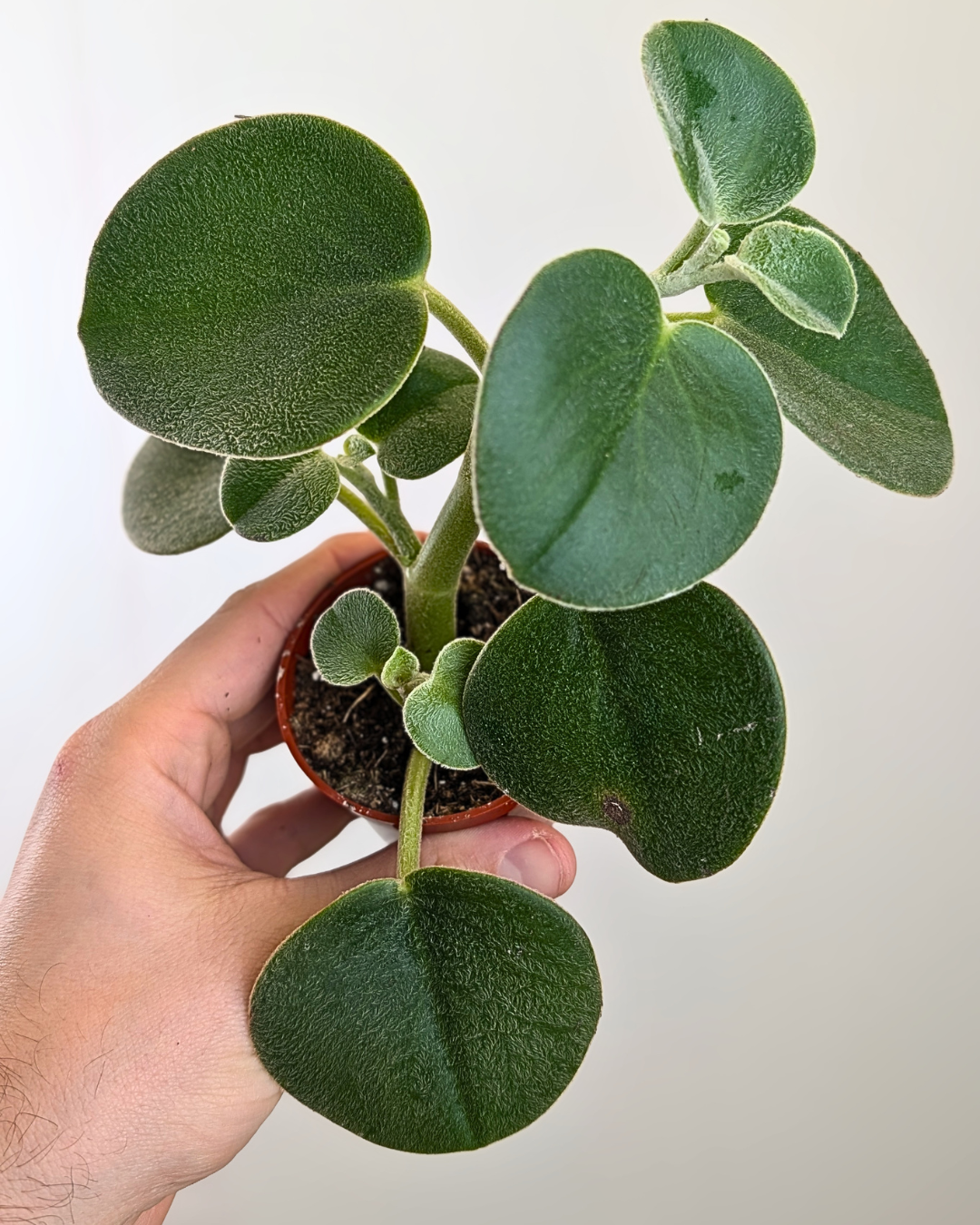 Peperomia incana