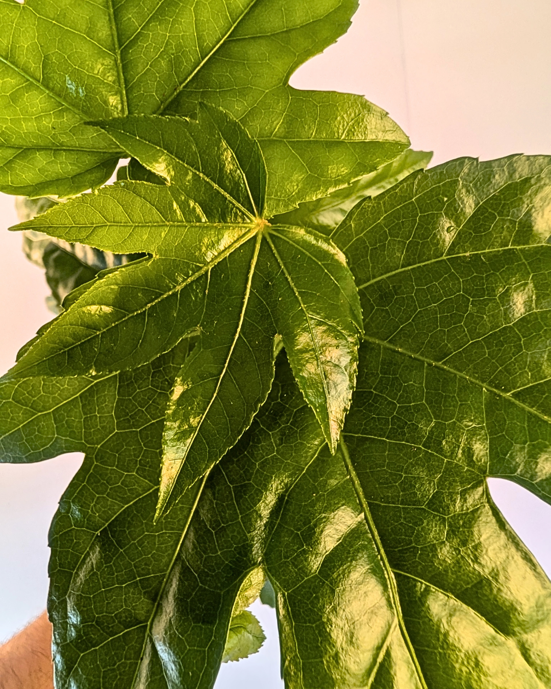 Fatsia japonica