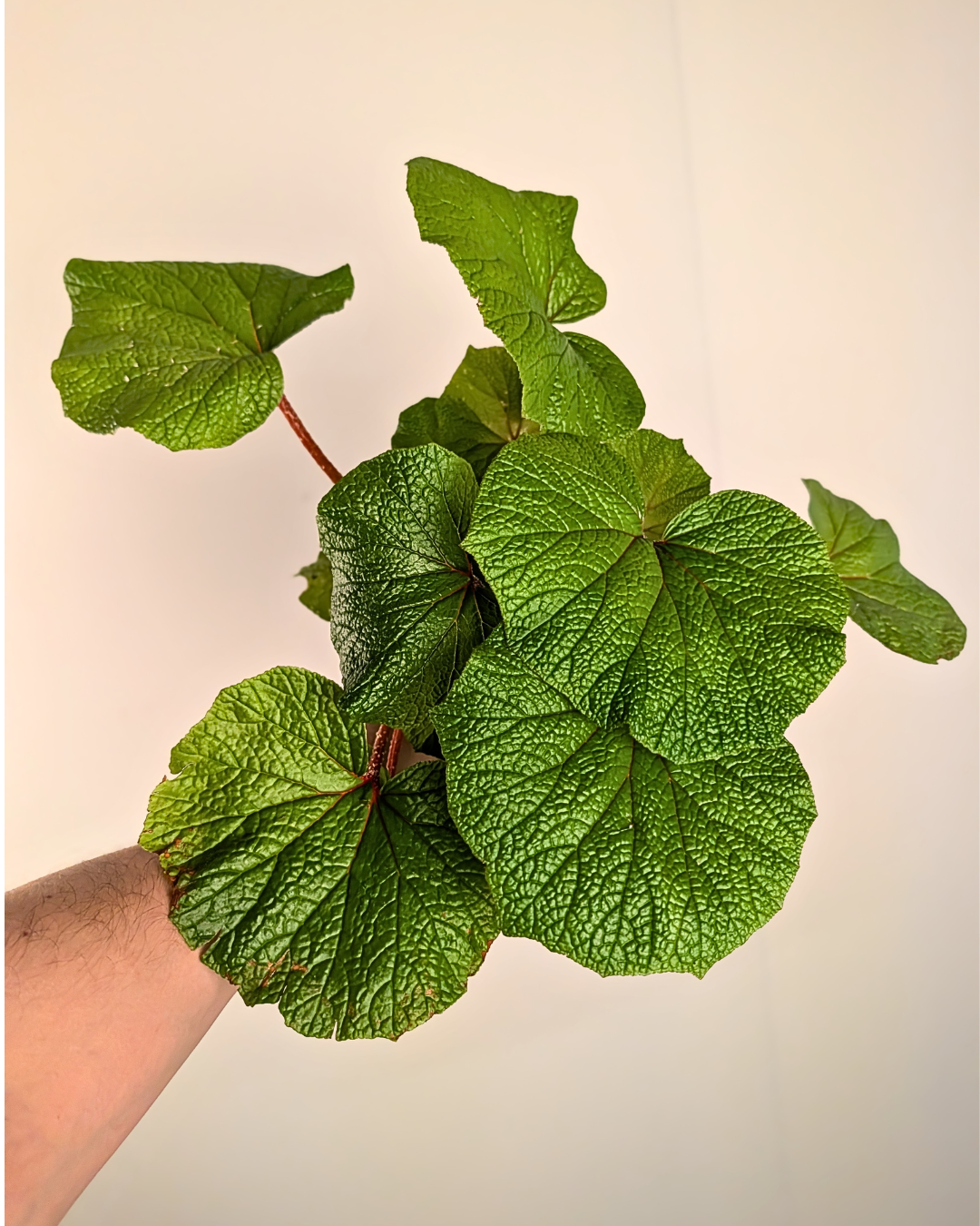 Bégonia 'Boomer'