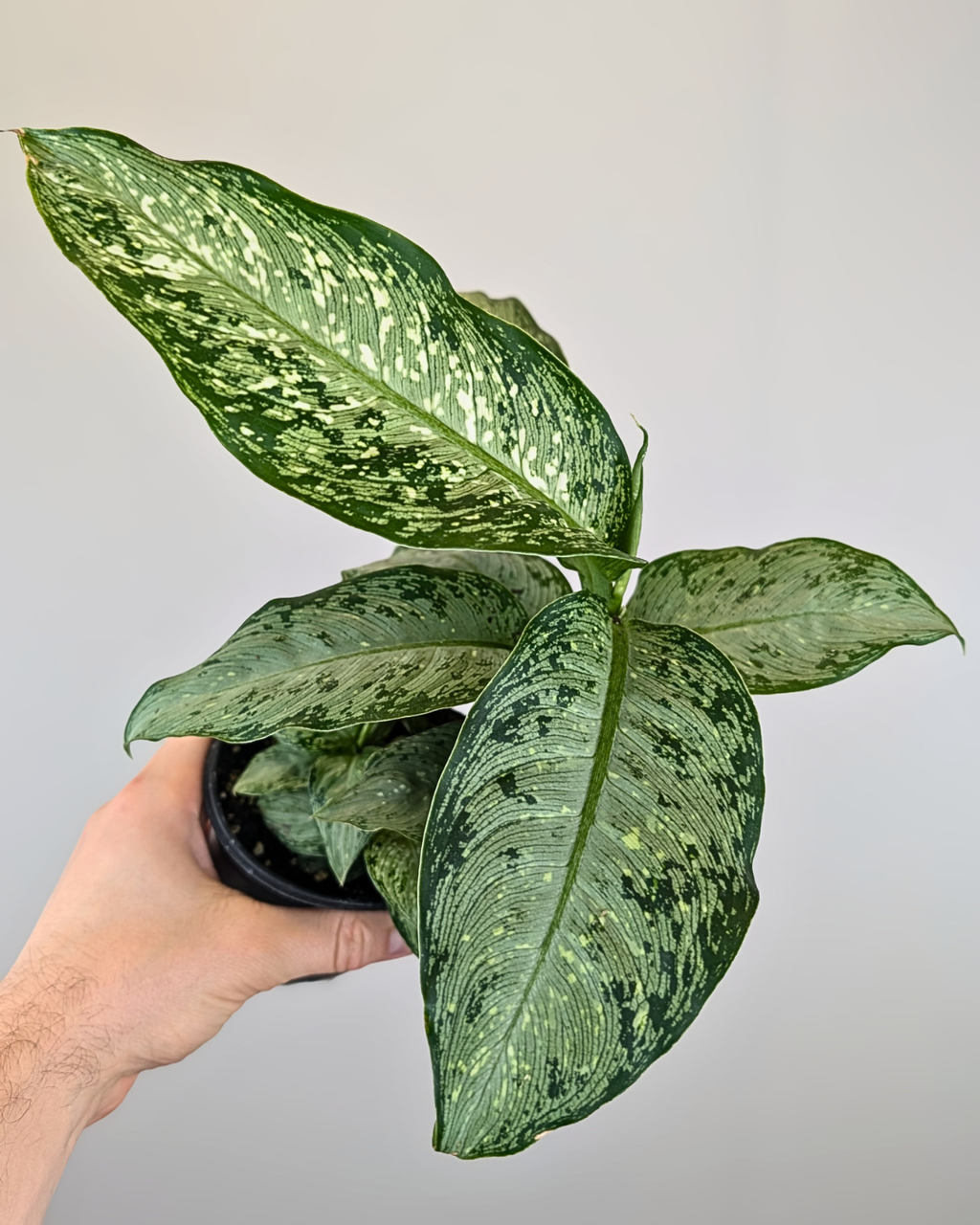 Dieffenbachia 'Snow'