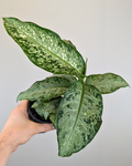 Dieffenbachia 'Snow'