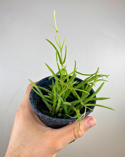 Hoya Linearis