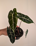 Alocasia Purple Vein Mauve