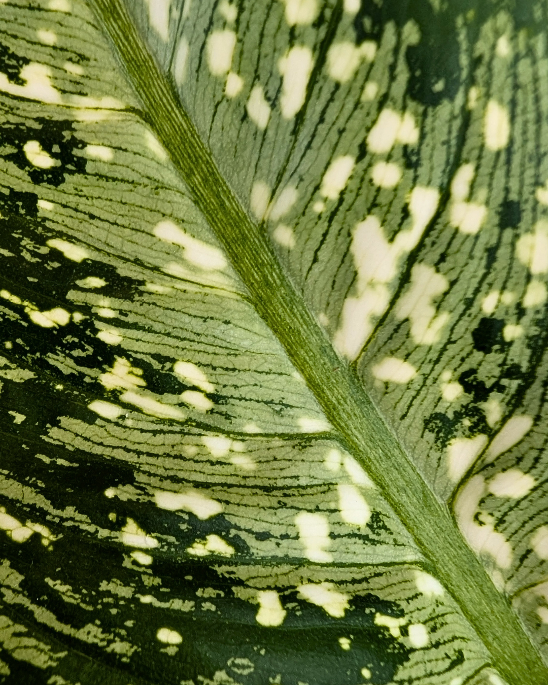 dieffenbachia aurea Dieffenbachia 'Snow' – Aurea Plants