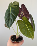 Alocasia 'Golden Bone'