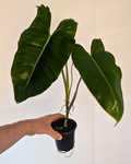 Philodendron 'Paraiso Verde'