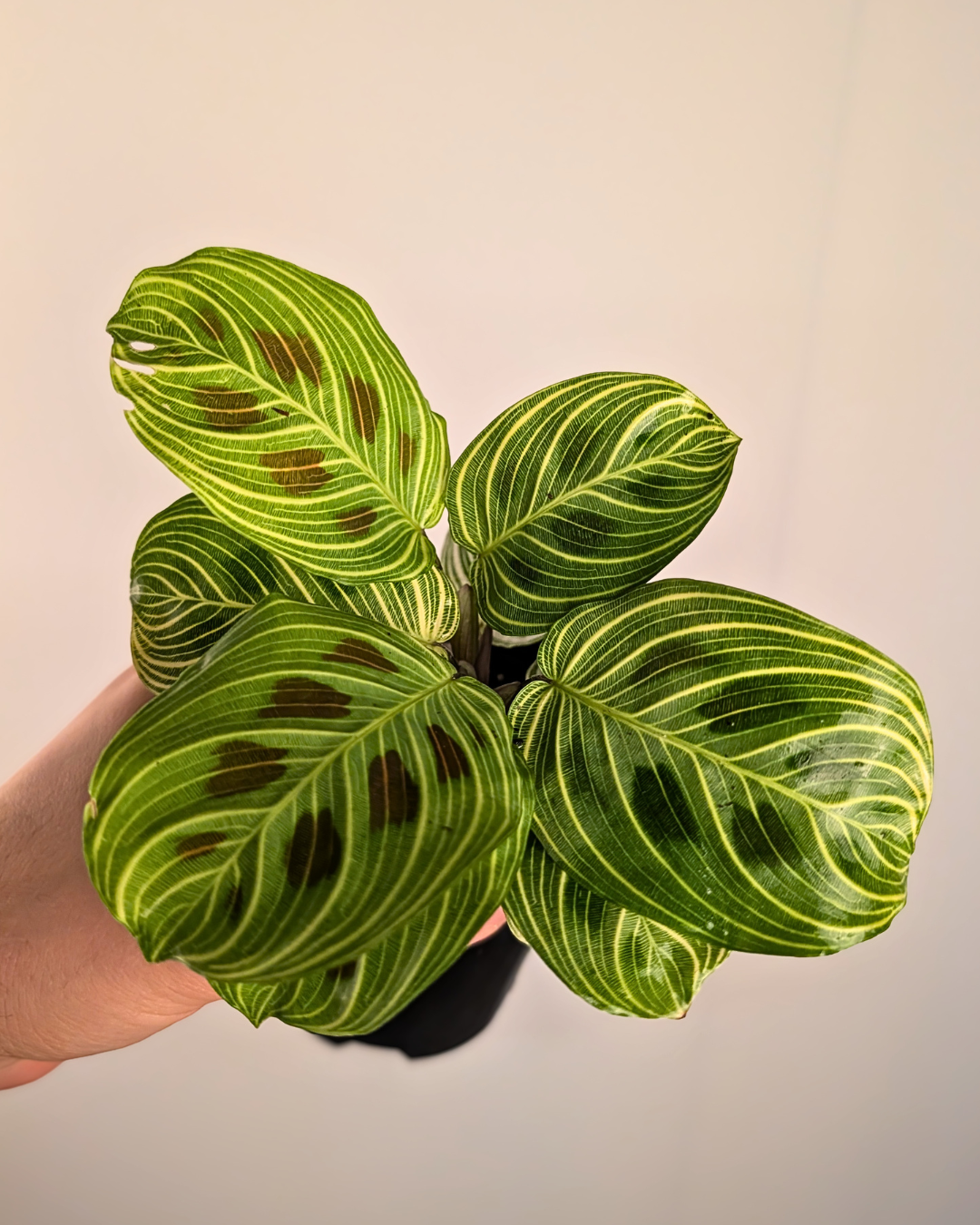 Maranta leuconeura ‘Gold Lines’