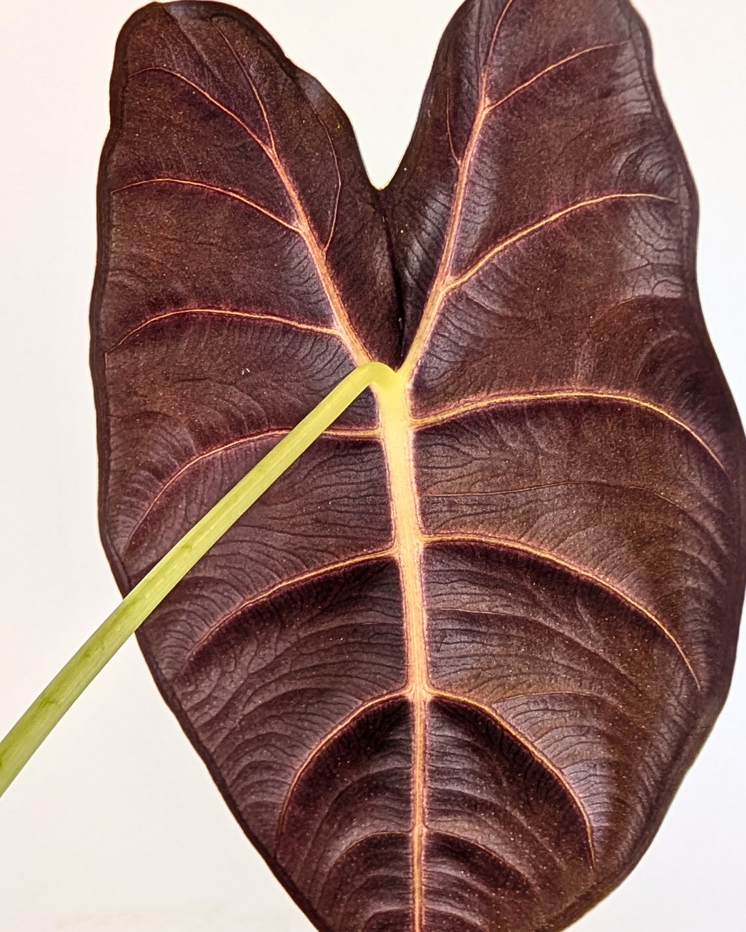 Alocasia 'Golden Bone'