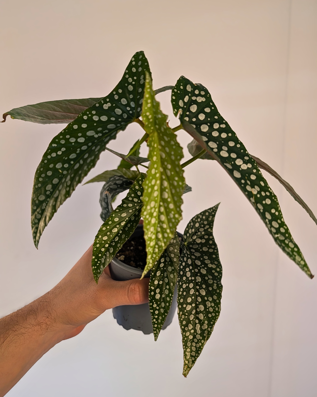 Begonia medora 'Angel Wing'