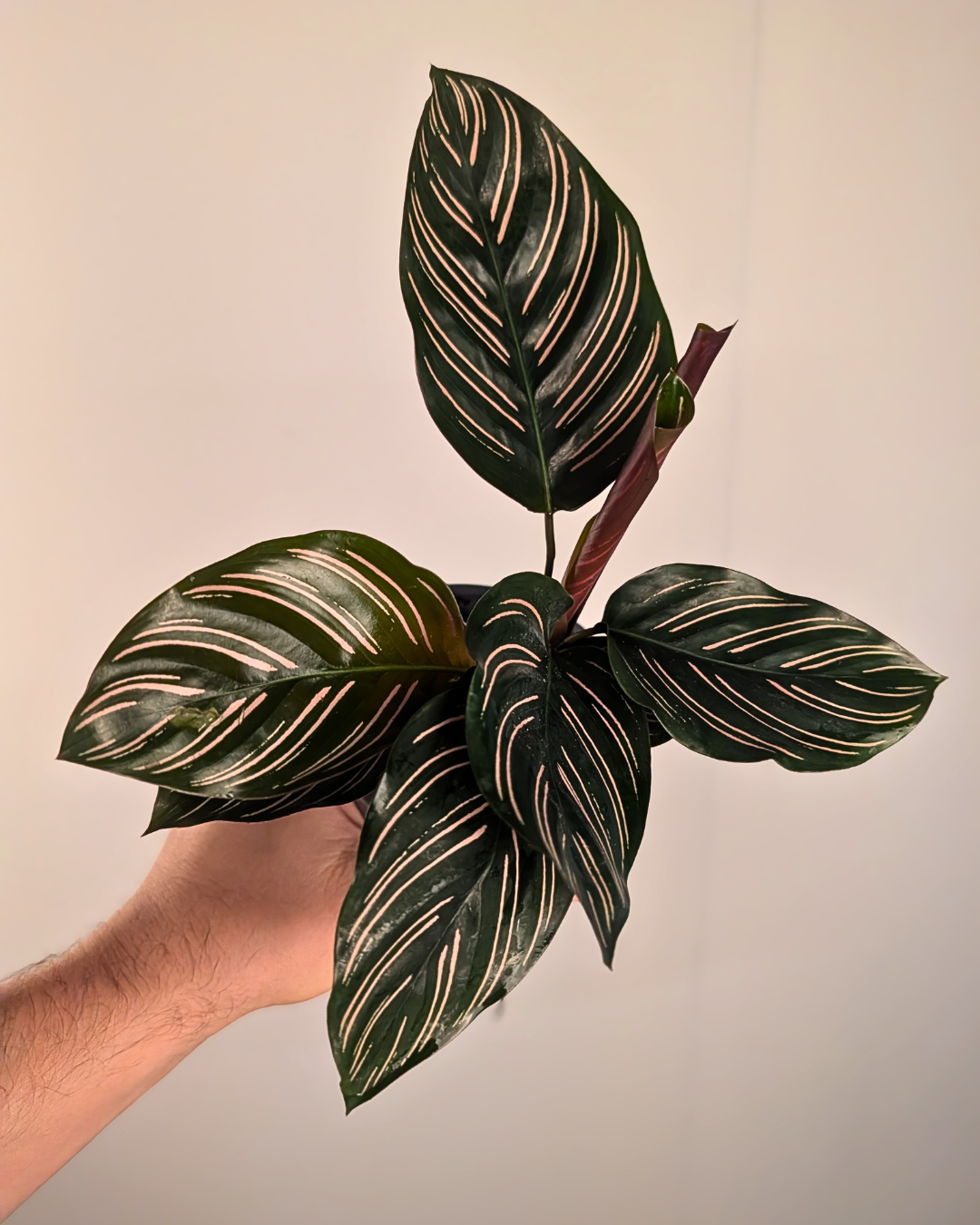 Calathea Pinstripe