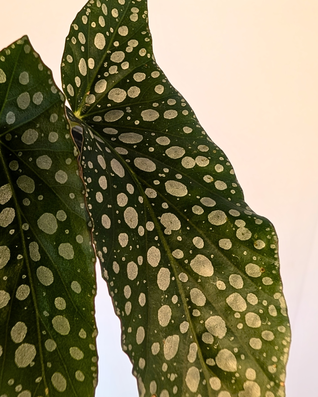 Begonia medora 'Angel Wing'