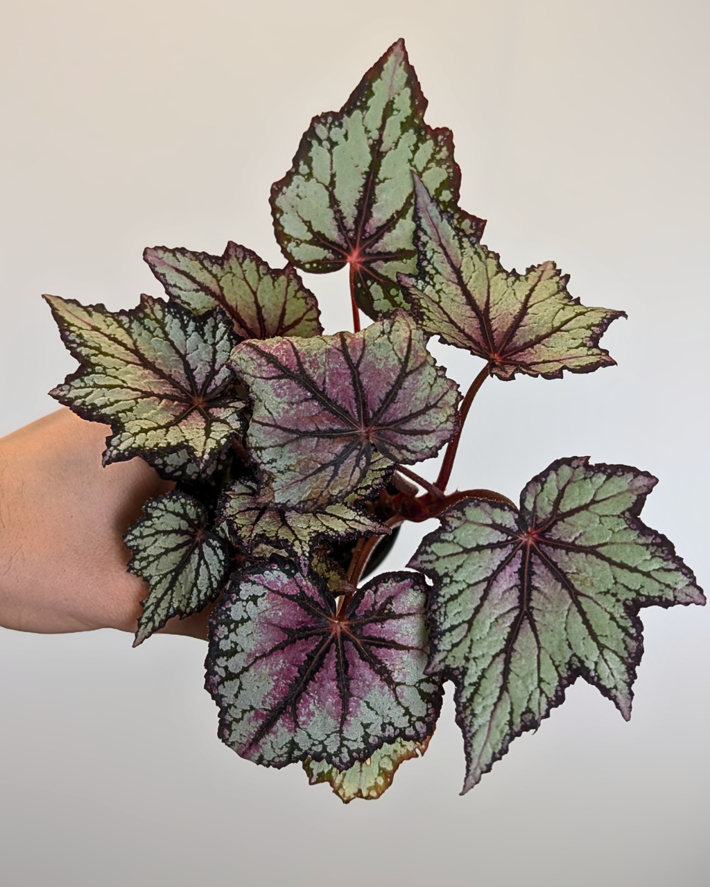Begonia 'Robert Golden'