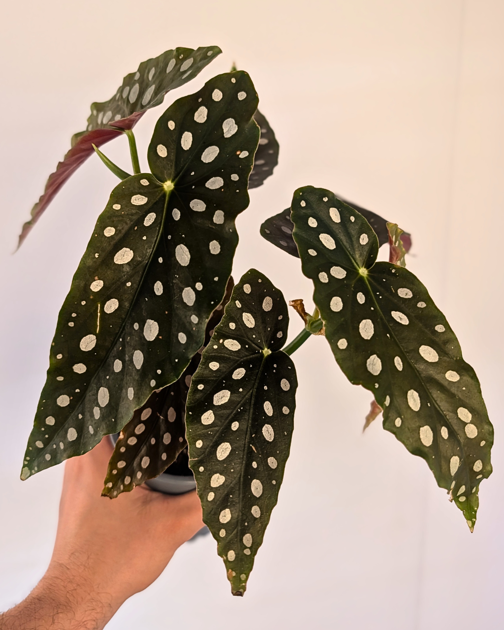 Begonia maculata