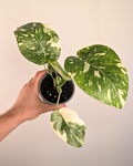 Monstera Mint Variegata