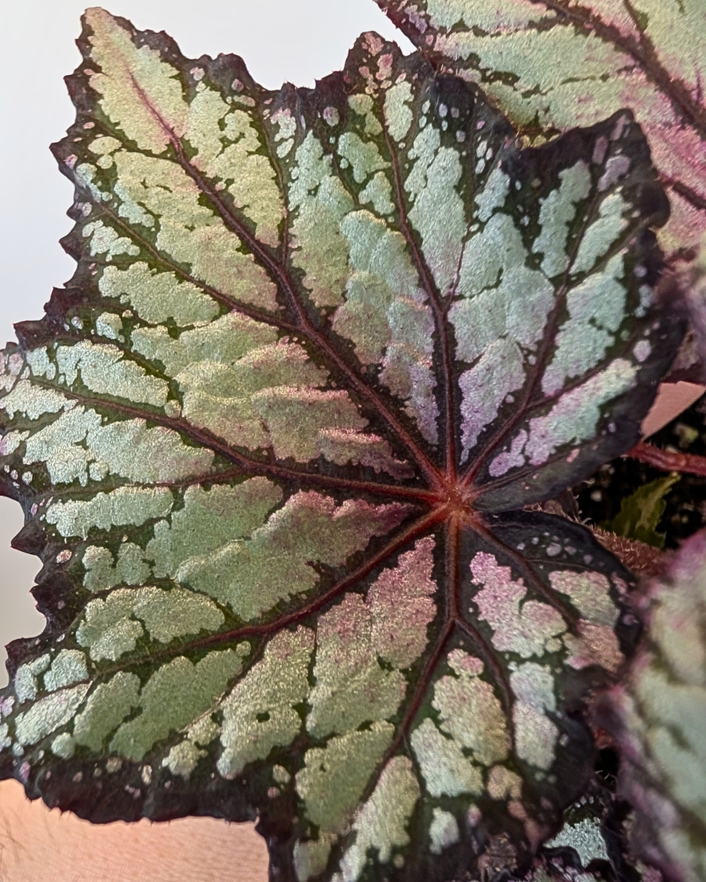Begonia 'Robert Golden'