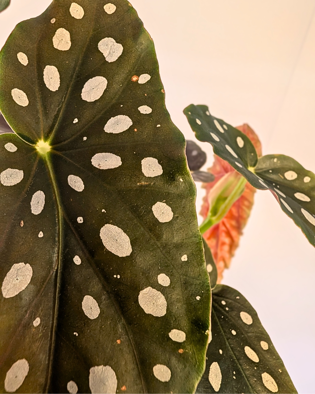 Begonia maculata