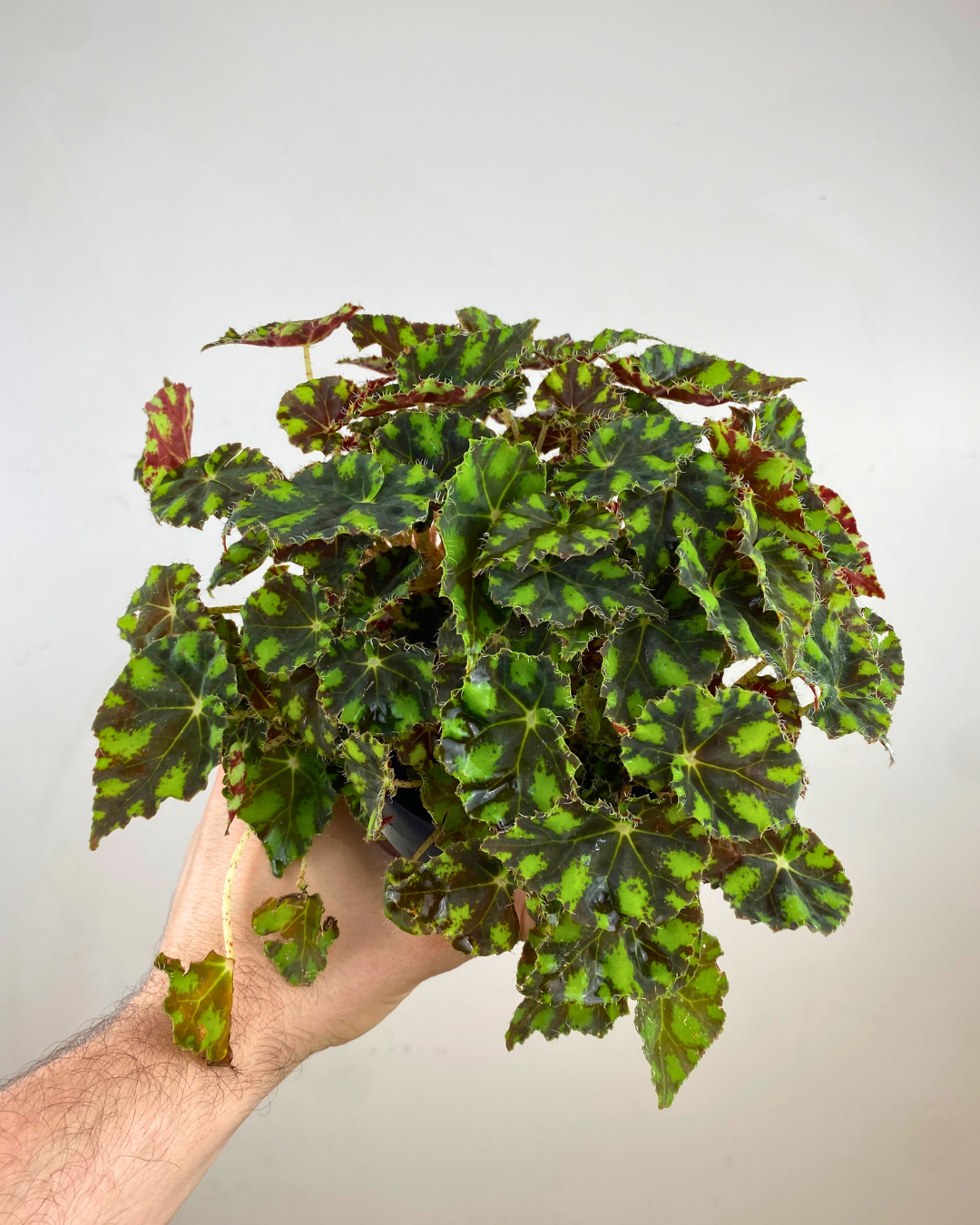 Begonia Rex 'Zumba'