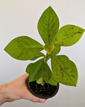 Euphorbia grantii (Syn. Synadenium grantii)