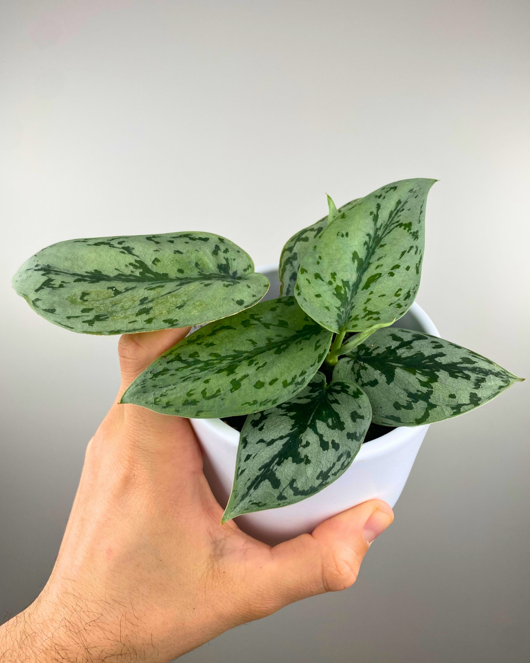 silver lady pothos for sale Scindapsus Silver Lady (pothos) – Aurea Plants