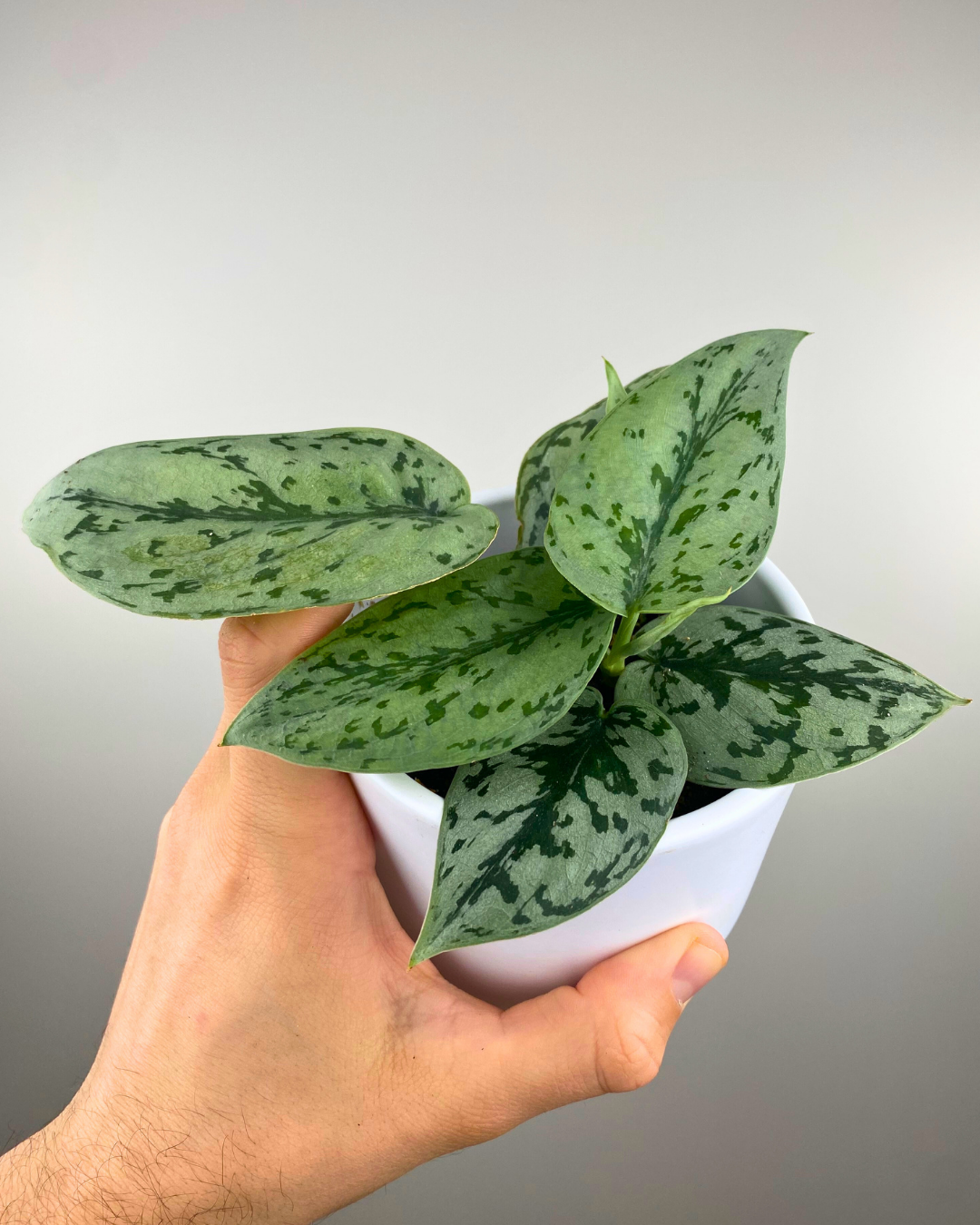 Scindapsus Silver Lady (pothos)