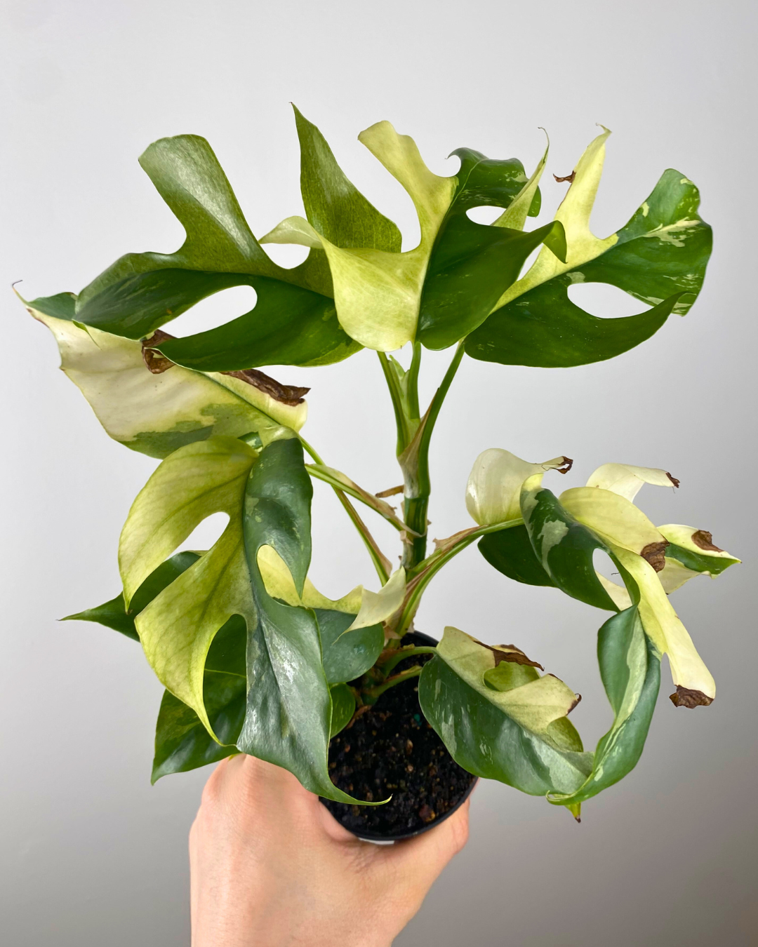 Rhaphidophora Tetrasperma Variegata