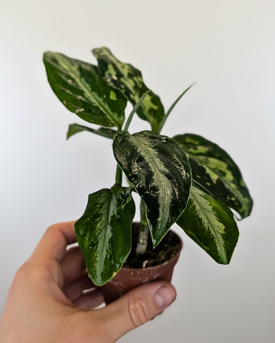 Aglaonema pictum bicolor