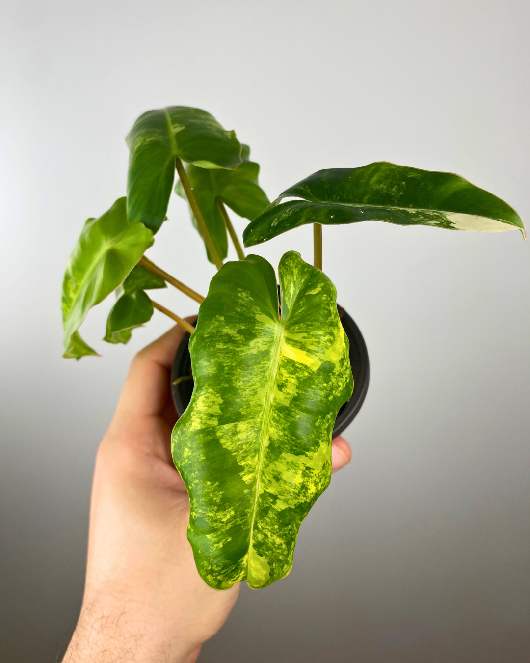 Philodendron Burle Marx Variegata