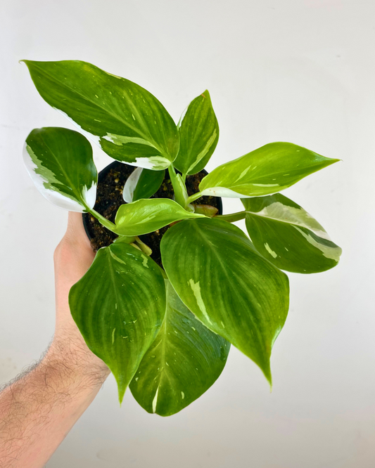 Philodendron White Wizard