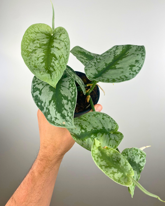 Scindapsus Exotica (pothos)