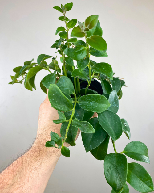 jessenia pothos for sale Jessenia Pothos – Aurea Plants